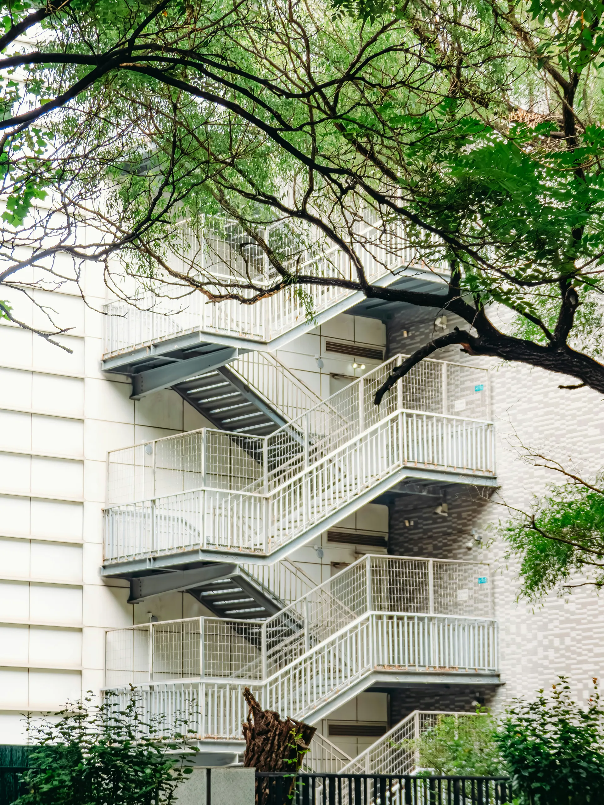 Escaliers et arbres 