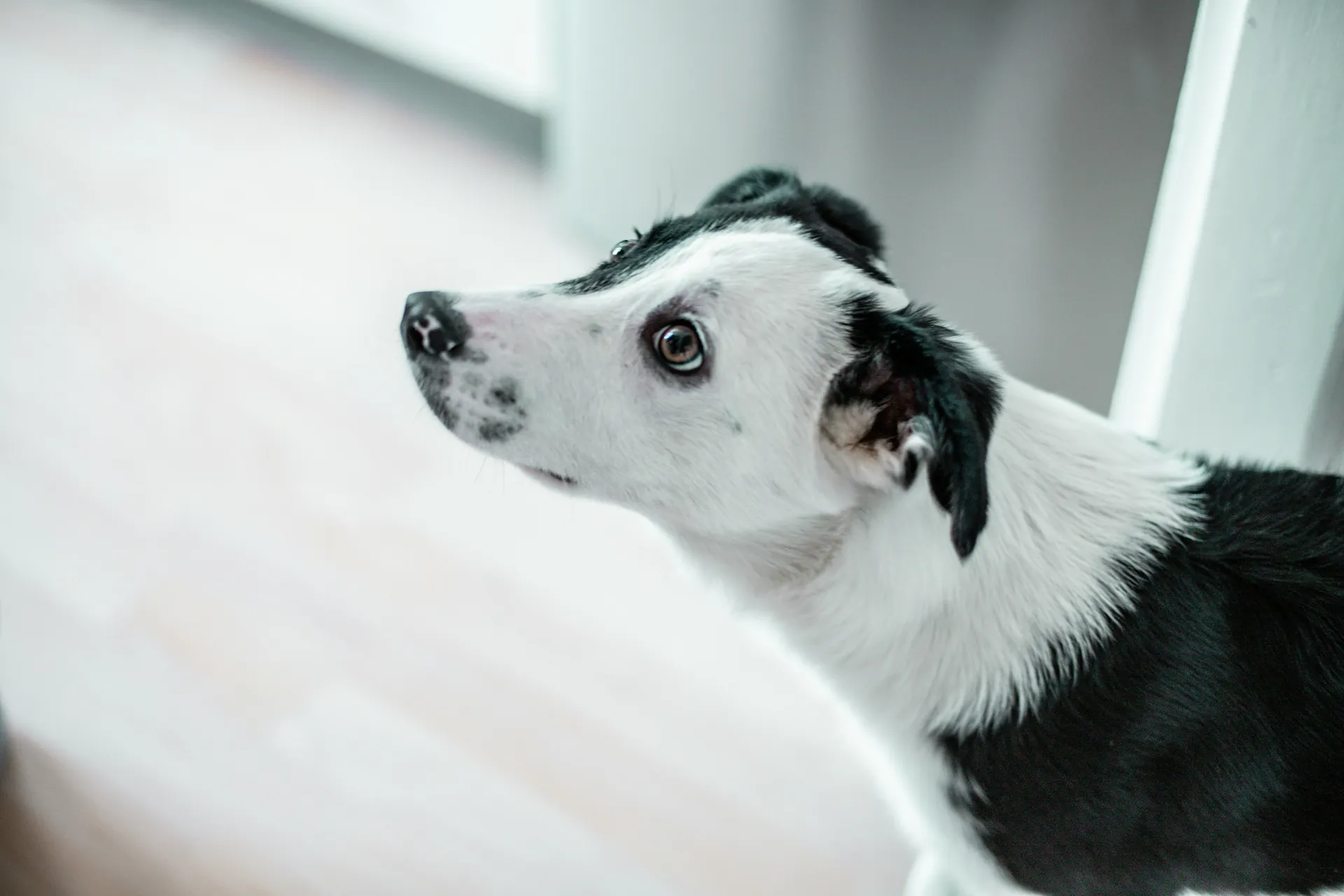 Accident and Illness Pet Insurance Explained | Learn More Accident and Illness Pet Insurance Explained | Learn More