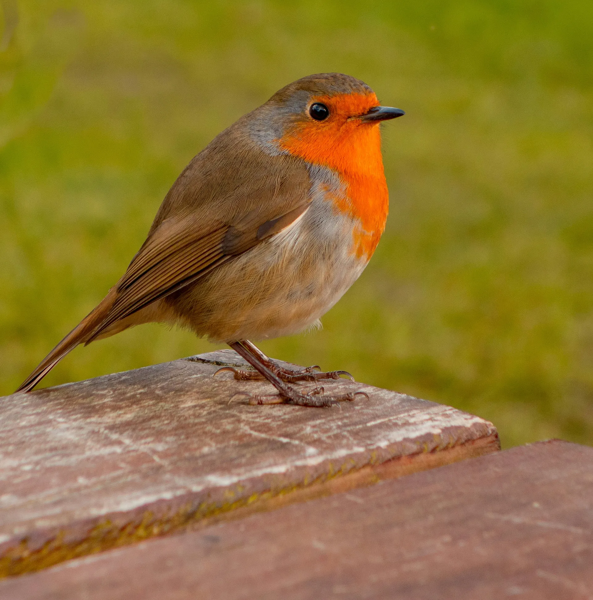 Smart Bird Feeders: Revolutionizing Backyard Bird Watching