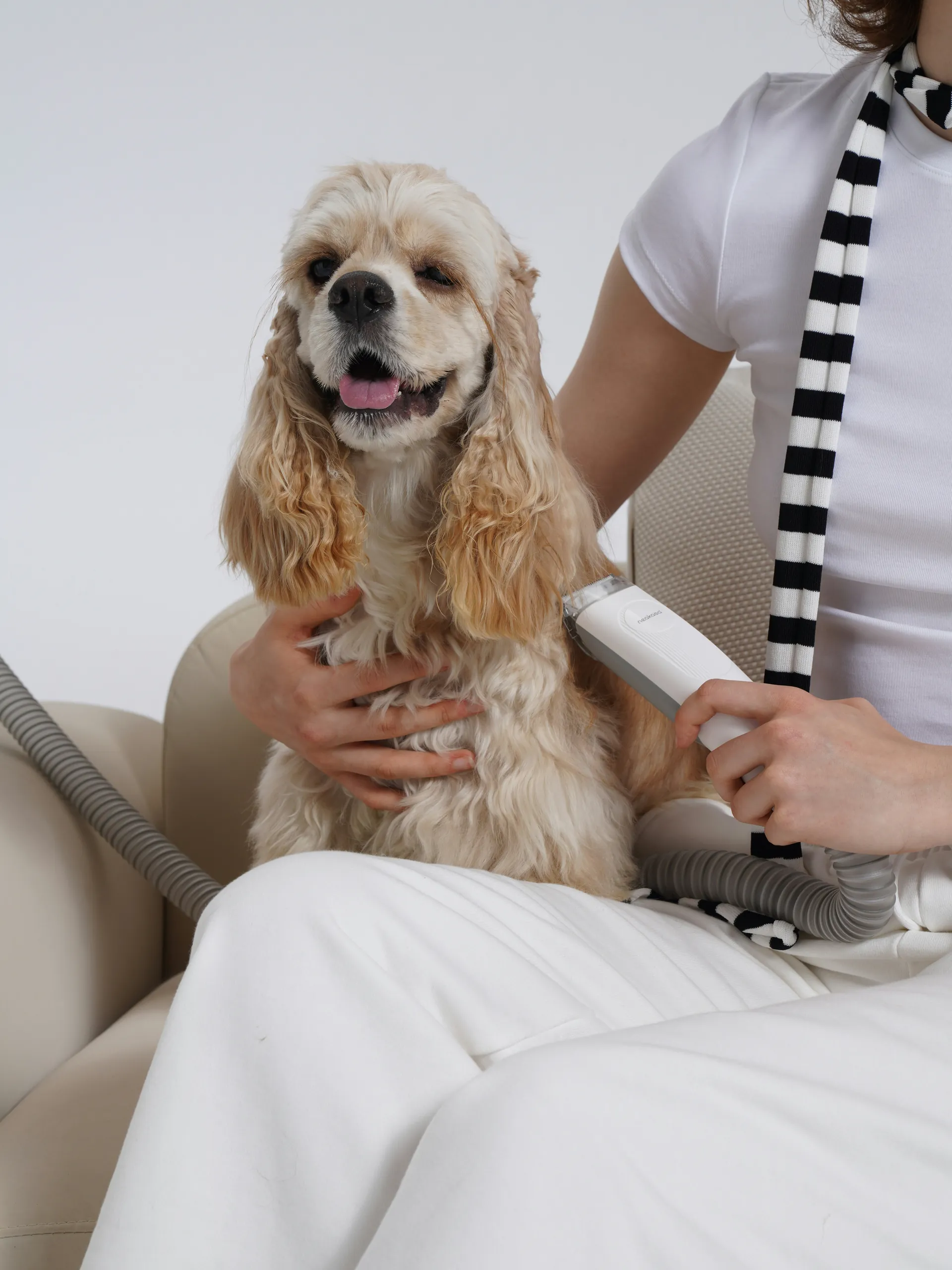 Accident and Illness Pet Insurance Explained | Learn More Accident and Illness Pet Insurance Explained | Learn More