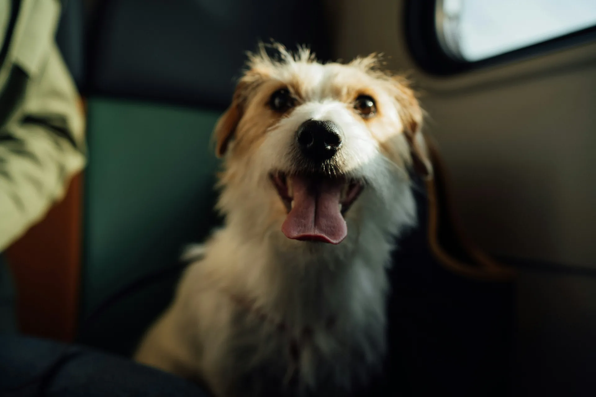 Accident and Illness Pet Insurance Explained | Learn More Accident and Illness Pet Insurance Explained | Learn More