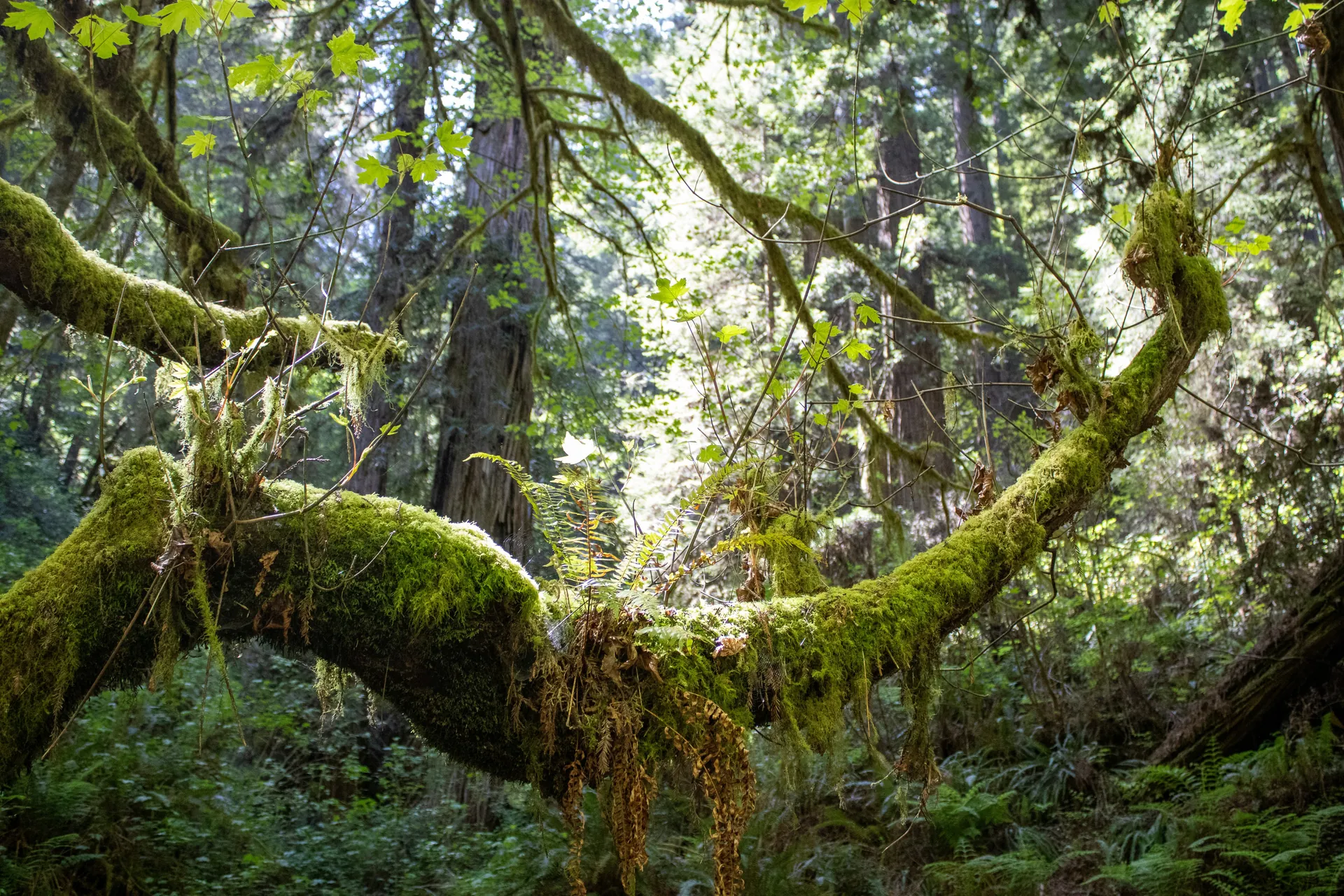 97213709704 - Nature's Sunshine Products